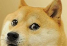 Loài chó thực sự có thể hiểu được cảm xúc của con người