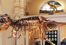 Liệu có thể xác định được giới tính của những hóa thạch khủng long?