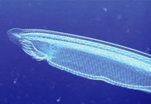 Con người ra đời do “sai lầm” 500 triệu năm trước Con người ra đời do "sai lầm" 500 triệu năm trước