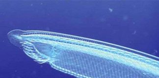 Con người ra đời do "sai lầm" 500 triệu năm trước