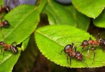 Những công nghệ độc đáo từ thiên nhiên