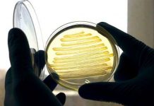 Vi khuẩn E.coli có thể sản xuất diezel