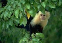 Động vật chữa bệnh như thế nào? Động vật chữa bệnh như thế nào?