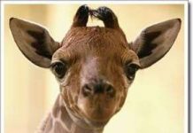 Hươu cao cổ châu Phi có nguy cơ tuyệt chủng