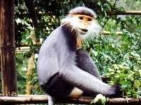 Cứu sống thêm một con voọc thuộc loại quý hiếm