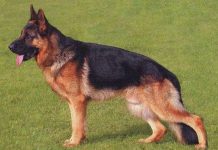 Chó là loài có khả năng tìm kiếm chất nổ tốt nhất