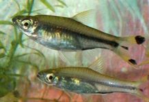 Nuôi thành công cá lòng tong sọc