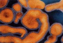 Thử nghiệm hai loại thuốc trị virus Ebola, Marburg