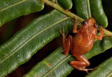 Tái phát hiện 6 loài ếch quý hiếm Tái phát hiện 6 loài ếch quý hiếm