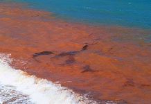 “Sát thủ mỹ nhân" nơi biển cả