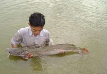 Quảng Bình: Nuôi thành công cá lăng chấm ở ao đất