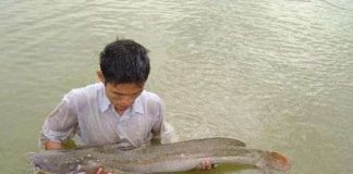 Quảng Bình: Nuôi thành công cá lăng chấm ở ao đất