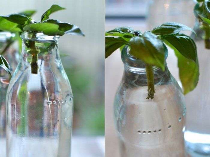 Tự trồng húng quế theo cách thủy canh đơn giản tại nhà