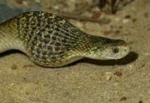 Răng trong cổ họng