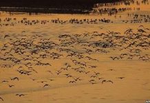 Cứu lấy chim nước! Cứu lấy chim nước!