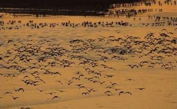 Cứu lấy chim nước!