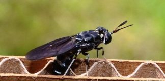 Tận dụng… ruồi, muỗi trong nghiên cứu khoa học