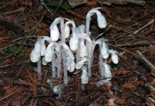 "'Cây ma" hiếm gặp xuất hiện ở Trung Quốc