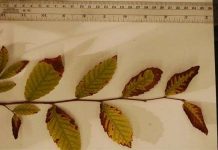 Phát triển giải pháp nhận biết khu vực có bom mìn dựa vào cây cối