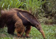 "Nghệ thuật ẩm thực" của giới động vật