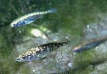 Tác động của tiến hóa đối với sinh thái