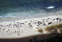 70 cá voi dạt bờ bí ẩn ở Chile