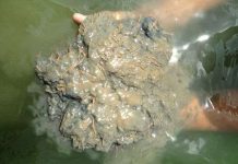 Gây nuôi thức ăn tự nhiên theo công nghệ Copefloc cho năng suất cao