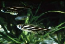 Sản xuất, nuôi thành công cá ngựa vằn thương phẩm