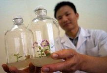 Hoa đột biến gene sau chiếu phóng xạ