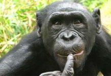 Khỉ bonono cũng la hét khi “yêu” Khỉ bonono cũng la hét khi "yêu"