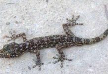 Nhà khoa học Việt Nam tham gia phát hiện loài thằn lằn đá mới