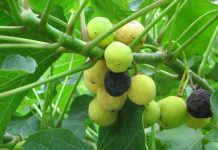 Cây nhiên liệu sinh học ở Cuba