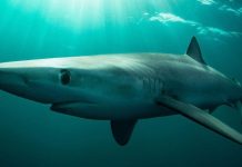 Cá mập lưỡng tính đầu tiên mắc lưới ngư dân Đài Loan Cá mập lưỡng tính đầu tiên mắc lưới ngư dân Đài Loan