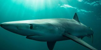 Cá mập lưỡng tính đầu tiên mắc lưới ngư dân Đài Loan