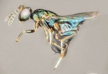 Kinh hoàng loài ong ký sinh kiểm soát và gặm nhấm cơ thể vật chủ