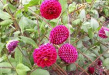 Hướng dẫn cách trồng hoa thược dược nở đúng Tết