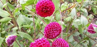 Hướng dẫn cách trồng hoa thược dược nở đúng Tết