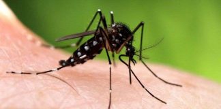 Muỗi châu Á bành trướng khắp châu Âu