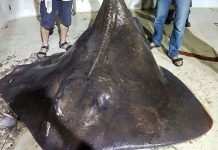 Hiện tượng cá mập và cá đuối sảy thai khi bị bắt