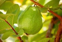 Kỹ thuật trồng ổi lê Đài Loan trong chậu đơn giản, năng suất cao