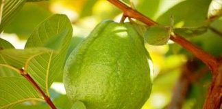 Kỹ thuật trồng ổi lê Đài Loan trong chậu đơn giản, năng suất cao