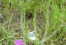 Phát hiện loài cây ăn thịt mới ở Nhật Bản Phát hiện loài cây ăn thịt mới ở Nhật Bản