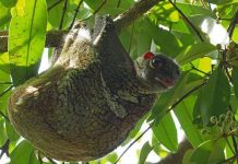 Vượn cáo Colugo tiêu hao nhiều năng lượng hơn khi ‘bay lượn’ trong không khí Vượn cáo Colugo tiêu hao nhiều năng lượng hơn khi ‘bay lượn’ trong không khí