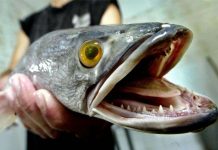 6 loài động vật nguy hiểm đe dọa nước Mỹ