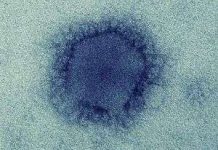 Virus gây bệnh MERS từng lây từ động vật sang người