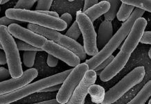 Vi khuẩn đoán được sự thay đổi môi trường Vi khuẩn đoán được sự thay đổi môi trường