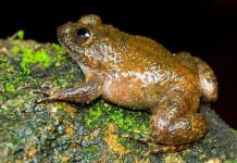 Phát hiện 12 loài ếch mới ở Ấn Độ Phát hiện 12 loài ếch mới ở Ấn Độ