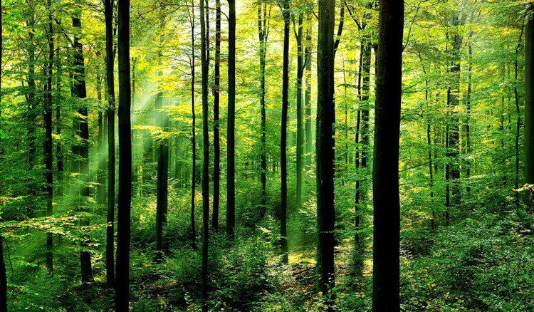 Kỷ lục thế giới: Trồng 66 triệu cái cây trong vòng 12 tiếng