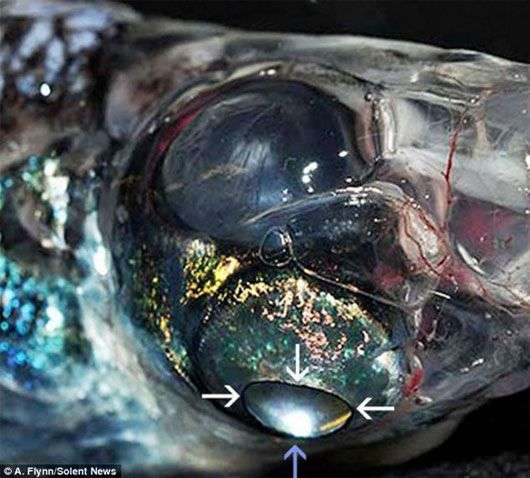 Phát hiện loài cá 4 mắt kỳ lạ có tầm nhìn 360 độ
