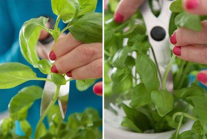 Tự trồng húng quế theo cách thủy canh đơn giản tại nhà